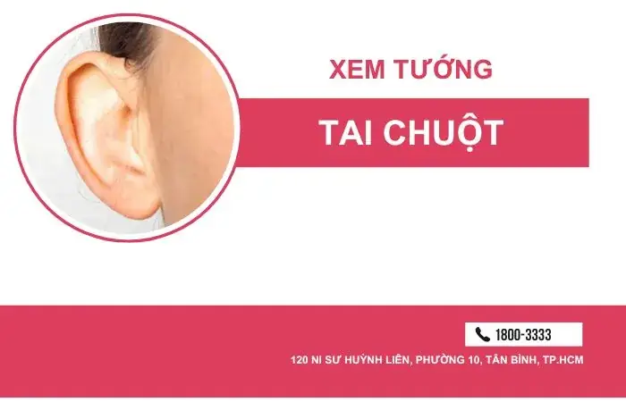 Xem Tướng Tai Chuột: Đặc Điểm Nhận Diễn, Tính Cách Và Vận Mệnh Nam/nữ Xem Tướng Tai Chuột: Đặc Điểm Nhận Diễn, Tính Cách Và Vận Mệnh Nam/nữ