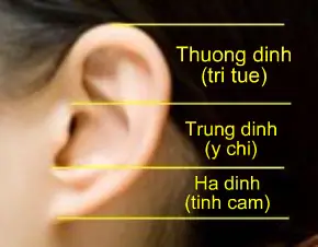 Giải Mã Tướng Số Lỗ Tai: Cách Xem Chuẩn, Phân Loại Các Dạng Tai Đẹp Xấu Và Ý Nghĩa Vận Mệnh Nam Nữ