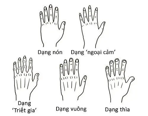 Giải Mã Tướng Tay Dài Quá Gối: Ý Nghĩa Theo Tướng Học, Cổ Nhân Và Dấu Hiệu Giàu Sang Phú Quý