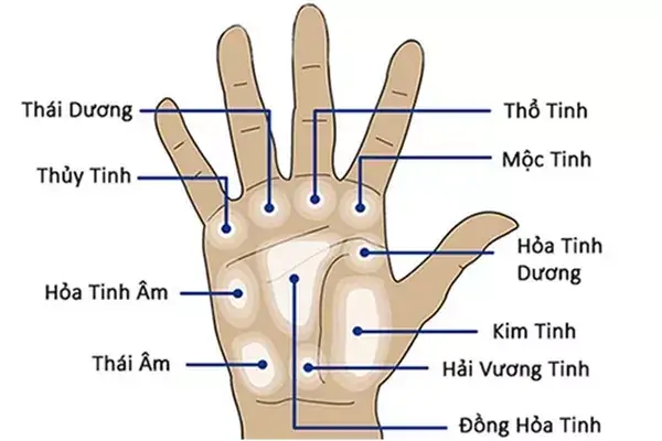 Tướng Tay Phụ Nữ: Tổng Hợp Các Nét Tướng Cát Giàu Sang, Phú Quý Và Tướng Hung Khổ Đau Chi Tiết