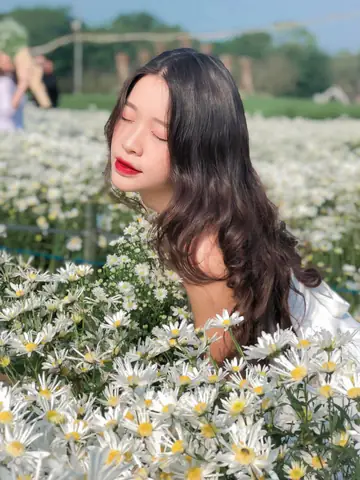 Tổng Hợp Các Vườn Cúc Họa Mi Hà Nội Cho Người Muốn Chụp Ảnh Đẹp Tổng Hợp Các Vườn Cúc Họa Mi Hà Nội Cho Người Muốn Chụp Ảnh Đẹp