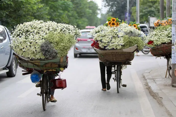 Tổng Hợp Các Vườn Cúc Họa Mi Hà Nội Cho Người Muốn Chụp Ảnh Đẹp Tổng Hợp Các Vườn Cúc Họa Mi Hà Nội Cho Người Muốn Chụp Ảnh Đẹp