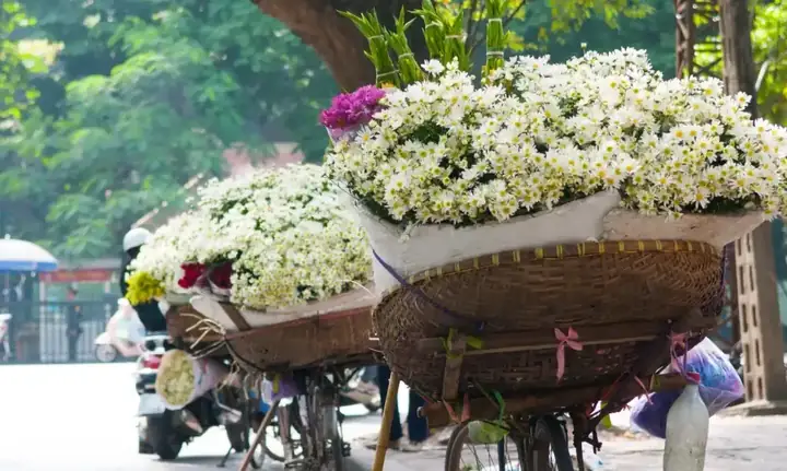 Tổng Hợp Các Vườn Cúc Họa Mi Hà Nội Cho Người Muốn Chụp Ảnh Đẹp Tổng Hợp Các Vườn Cúc Họa Mi Hà Nội Cho Người Muốn Chụp Ảnh Đẹp