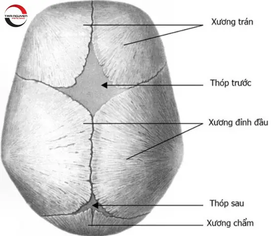 Xem Tướng Đầu: Hướng Dẫn Nhận Biết Vận Mệnh, Tính Cách Qua Hình Dáng Và Đặc Điểm Khuôn Mặt Xem Tướng Đầu: Hướng Dẫn Nhận Biết Vận Mệnh, Tính Cách Qua Hình Dáng Và Đặc Điểm Khuôn Mặt