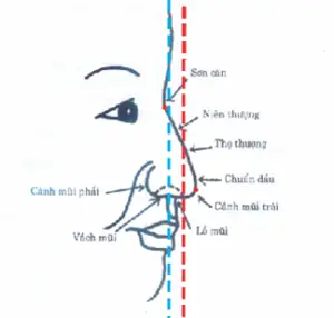 Giải Mã Tướng Mũi Thấp (mũi Tẹt): Đặc Điểm Nhận Diện, Ý Nghĩa Nhân Tướng & Cách Khắc Phục Hiệu Quả Giải Mã Tướng Mũi Thấp (mũi Tẹt): Đặc Điểm Nhận Diện, Ý Nghĩa Nhân Tướng & Cách Khắc Phục Hiệu Quả
