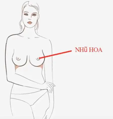 Xem Tướng Nhũ Hoa: Giải Mã 9+ Loại Tướng, Ý Nghĩa Màu Sắc, Kích Thước Và Dấu Hiệu Vận Mệnh