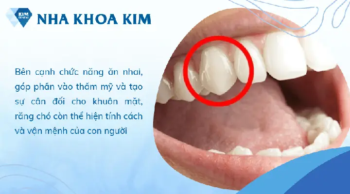 Xem Tướng Răng Chó (răng Nanh): Ý Nghĩa Nhân Tướng, Tính Cách, Vận Mệnh & Cách Khắc Phục Y Khoa Xem Tướng Răng Chó (răng Nanh): Ý Nghĩa Nhân Tướng, Tính Cách, Vận Mệnh & Cách Khắc Phục Y Khoa