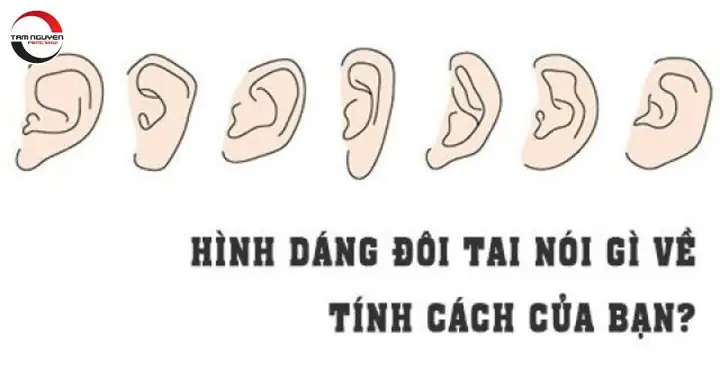 Xem Tướng Tai Có Hình Minh Họa: Cách Nhận Diện Các Dáng Tai Tốt Xấu Theo Nhân Tướng Học Xem Tướng Tai Có Hình Minh Họa: Cách Nhận Diện Các Dáng Tai Tốt Xấu Theo Nhân Tướng Học