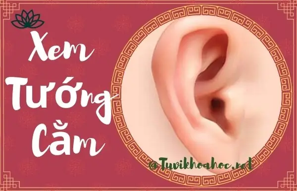 Xem Tướng Tai Có Hình Minh Họa: Cách Nhận Diện Các Dáng Tai Tốt Xấu Theo Nhân Tướng Học Xem Tướng Tai Có Hình Minh Họa: Cách Nhận Diện Các Dáng Tai Tốt Xấu Theo Nhân Tướng Học