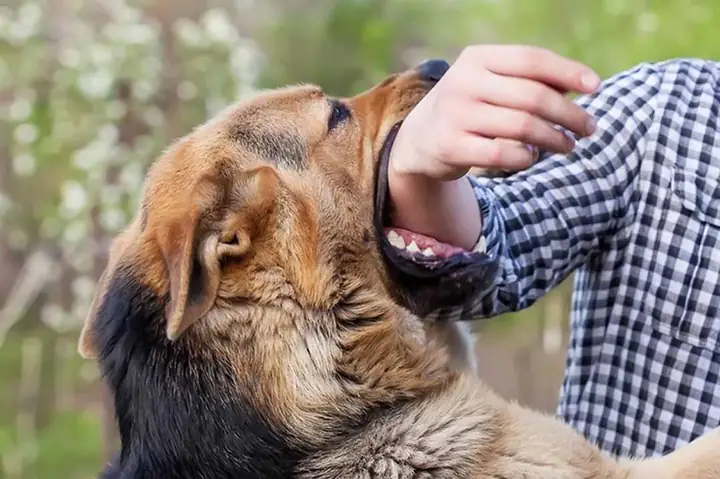 Giải Mã Ý Nghĩa Giấc Mơ Bị Chó Cắn: Điềm Báo, Nguyên Nhân Và Cách Đối Phó Giải Mã Ý Nghĩa Giấc Mơ Bị Chó Cắn: Điềm Báo, Nguyên Nhân Và Cách Đối Phó