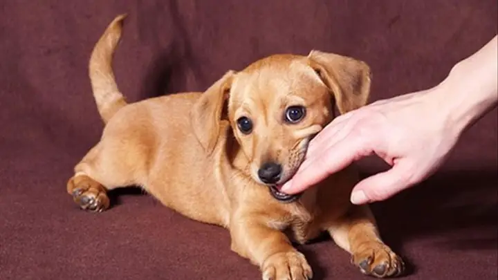 Giải Mã Ý Nghĩa Giấc Mơ Bị Chó Cắn: Điềm Báo, Nguyên Nhân Và Cách Đối Phó Giải Mã Ý Nghĩa Giấc Mơ Bị Chó Cắn: Điềm Báo, Nguyên Nhân Và Cách Đối Phó