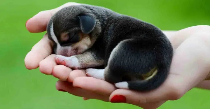 Giải Mã Ý Nghĩa Giấc Mơ Thấy Chó: Điềm Báo Tốt Xấu Và Con Số May Mắn