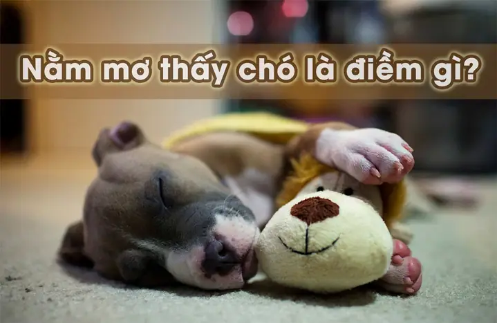 Giải Mã Ý Nghĩa Giấc Mơ Thấy Chó: Điềm Báo Tốt Xấu Và Con Số May Mắn