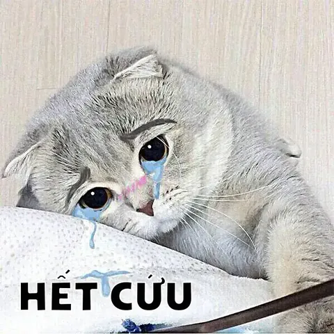 100+ Ảnh Bựa Khi Gạo Gái Cực Hài Hước, Meme Gạo Gái Thất Bại