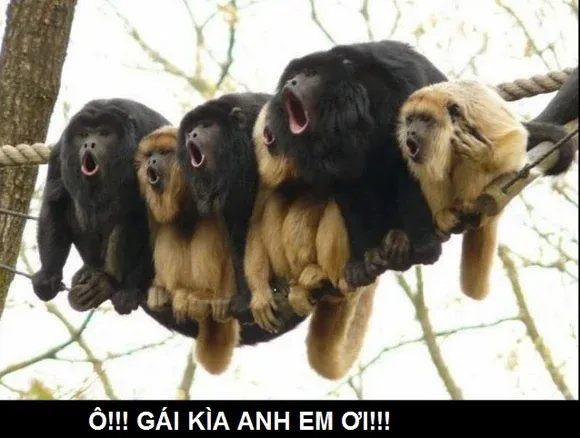 100+ Ảnh Bựa Khi Gạo Gái Cực Hài Hước, Meme Gạo Gái Thất Bại