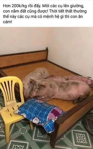999+ Ảnh Ảnh Chế Trói Cô Gái Như Heo Mới Nhất Hiện Nay