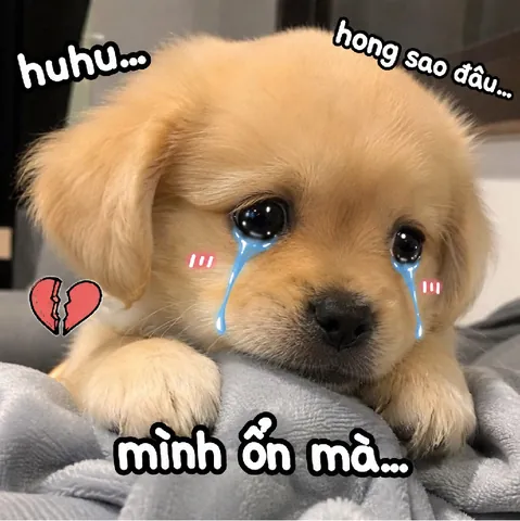 100+ Ảnh Chó Mê Gái Full 4k Mới Nhất, Hình Ảnh Chó Cực Đẹp Mà Bạn Chưa Từng Thấy