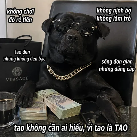 100+ Ảnh Chó Mê Gái Full 4k Mới Nhất, Hình Ảnh Chó Cực Đẹp Mà Bạn Chưa Từng Thấy