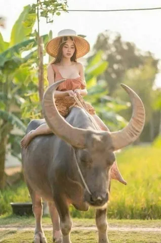 100+ Ảnh Chụp Chân Trâu Trên Lưng Cô Girl Concept Nghệ Thuật Độc 100+ Ảnh Chụp Chân Trâu Trên Lưng Cô Girl Concept Nghệ Thuật Độc