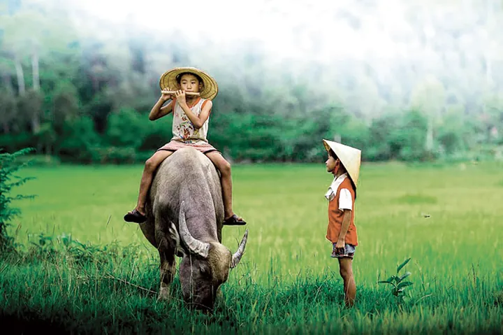 100+ Ảnh Chụp Chân Trâu Trên Lưng Cô Girl Concept Nghệ Thuật Độc 100+ Ảnh Chụp Chân Trâu Trên Lưng Cô Girl Concept Nghệ Thuật Độc