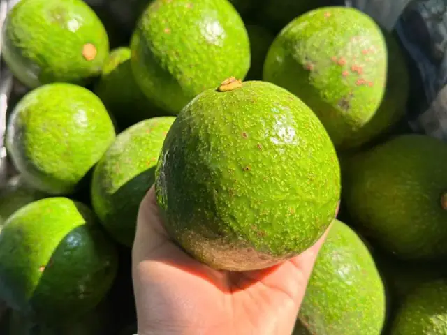Bơ Có Cúng Được Không? Bí Mật Về Việc Dùng Quả Bơ Làm Cúng Bạn Cần Biết Bơ Có Cúng Được Không? Bí Mật Về Việc Dùng Quả Bơ Làm Cúng Bạn Cần Biết