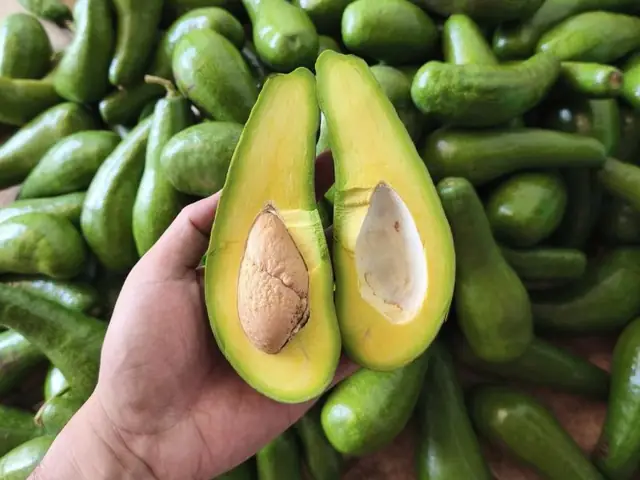 Bơ Có Cúng Được Không? Bí Mật Về Việc Dùng Quả Bơ Làm Cúng Bạn Cần Biết Bơ Có Cúng Được Không? Bí Mật Về Việc Dùng Quả Bơ Làm Cúng Bạn Cần Biết