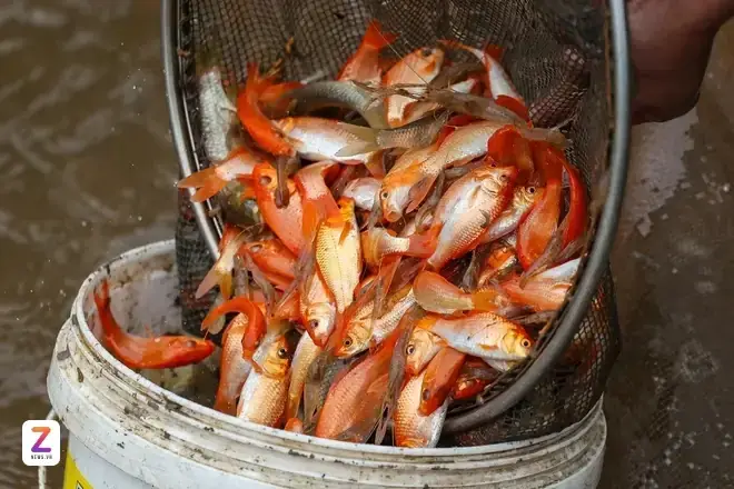 Cá Chép Cúng Ông Táo Bị Chết Có Sao Không? Đừng Hoảng, Đây Là Nguyên Nhân Và Cách Hóa Giải Chuẩn Nhất Cá Chép Cúng Ông Táo Bị Chết Có Sao Không? Đừng Hoảng, Đây Là Nguyên Nhân Và Cách Hóa Giải Chuẩn Nhất