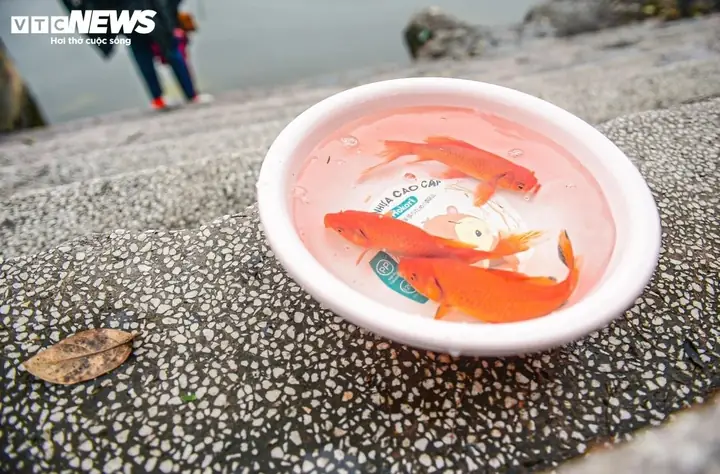 Cá Chép Cúng Ông Táo Bị Chết Có Sao Không? Đừng Hoảng, Đây Là Nguyên Nhân Và Cách Hóa Giải Chuẩn Nhất Cá Chép Cúng Ông Táo Bị Chết Có Sao Không? Đừng Hoảng, Đây Là Nguyên Nhân Và Cách Hóa Giải Chuẩn Nhất