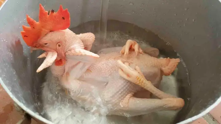 Cách Làm Gà Cúng Ngon Đẹp Cho Mâm Cỗ: Hướng Dẫn Luộc, Mổ, Buộc Da Vàng Không Nứt, Dáng Chéo Cánh Chuẩn Cách Làm Gà Cúng Ngon Đẹp Cho Mâm Cỗ: Hướng Dẫn Luộc, Mổ, Buộc Da Vàng Không Nứt, Dáng Chéo Cánh Chuẩn