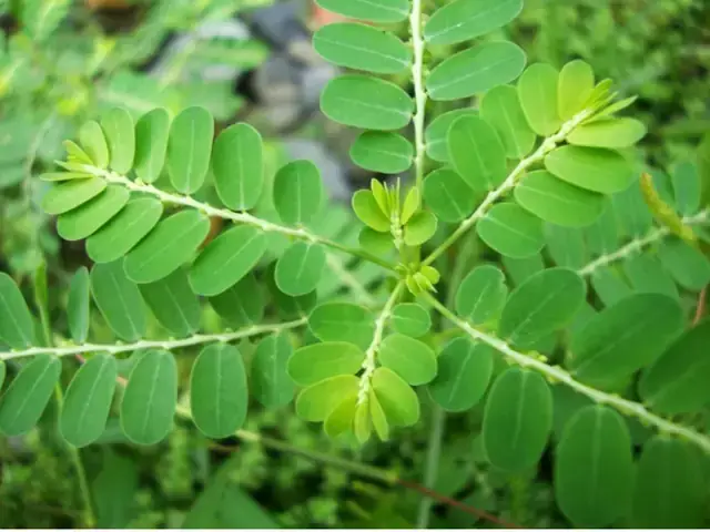 Tác Dụng Của Cây Điệp Cúng (kim Phượng): Công Dụng Chữa Bệnh, Ý Nghĩa Phong Thủy Và Lưu Ý Quan Trọng