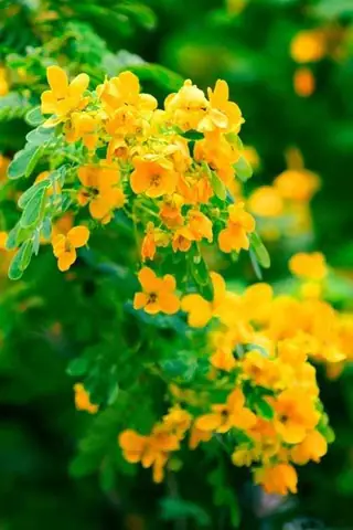 Tác Dụng Của Cây Điệp Cúng (kim Phượng): Công Dụng Chữa Bệnh, Ý Nghĩa Phong Thủy Và Lưu Ý Quan Trọng