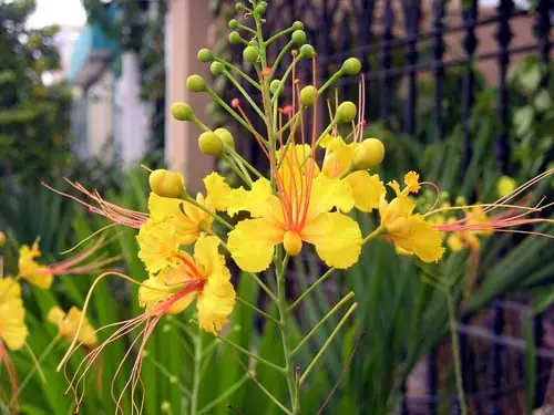 Tác Dụng Của Cây Điệp Cúng (kim Phượng): Công Dụng Chữa Bệnh, Ý Nghĩa Phong Thủy Và Lưu Ý Quan Trọng