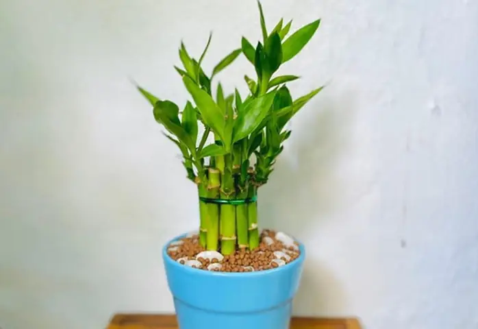 Top 12+ Cây Phát Tài Để Bàn Thờ Ông Địa Thần Tài: Ý Nghĩa, Số Cành Chuẩn & Cách Chọn Mua Đúng Phong Thủy Top 12+ Cây Phát Tài Để Bàn Thờ Ông Địa Thần Tài: Ý Nghĩa, Số Cành Chuẩn & Cách Chọn Mua Đúng Phong Thủy