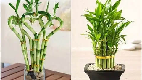 Top 12+ Cây Phát Tài Để Bàn Thờ Ông Địa Thần Tài: Ý Nghĩa, Số Cành Chuẩn & Cách Chọn Mua Đúng Phong Thủy Top 12+ Cây Phát Tài Để Bàn Thờ Ông Địa Thần Tài: Ý Nghĩa, Số Cành Chuẩn & Cách Chọn Mua Đúng Phong Thủy