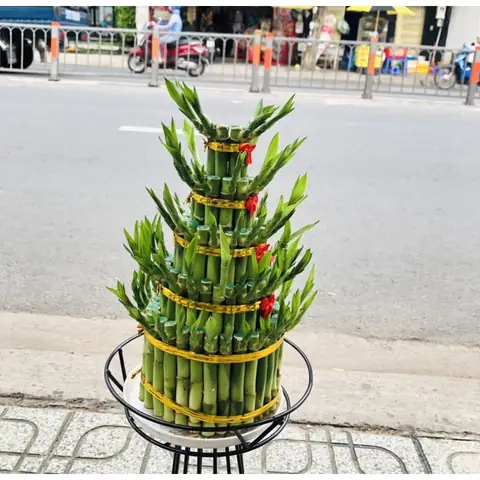 Top 12+ Cây Phát Tài Để Bàn Thờ Ông Địa Thần Tài: Ý Nghĩa, Số Cành Chuẩn & Cách Chọn Mua Đúng Phong Thủy Top 12+ Cây Phát Tài Để Bàn Thờ Ông Địa Thần Tài: Ý Nghĩa, Số Cành Chuẩn & Cách Chọn Mua Đúng Phong Thủy