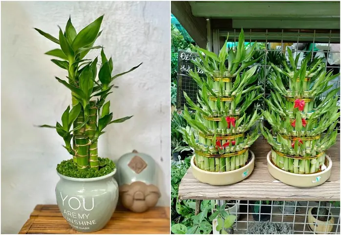Top 12+ Cây Phát Tài Để Bàn Thờ Ông Địa Thần Tài: Ý Nghĩa, Số Cành Chuẩn & Cách Chọn Mua Đúng Phong Thủy Top 12+ Cây Phát Tài Để Bàn Thờ Ông Địa Thần Tài: Ý Nghĩa, Số Cành Chuẩn & Cách Chọn Mua Đúng Phong Thủy