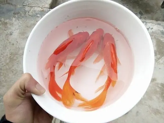 Hướng Dẫn Cúng Ông Công Ông Táo Đúng Vị Trí: Đặt Mâm Cúng Ở Đâu, Chọn & Thả Cá Chép Như Thế Nào Cho Đúng Phong Tục