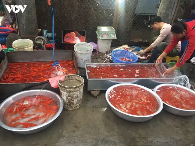 Giá Cá Chép Cúng Ông Táo: Bao Nhiêu Tiền Và Lưu Ý Chọn Mua Giá Cá Chép Cúng Ông Táo: Bao Nhiêu Tiền Và Lưu Ý Chọn Mua