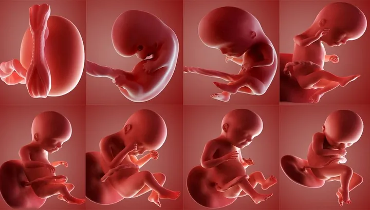 100+ Hình Ảnh Bụng Bầu Con Gái Đẹp, 100+ Ảnh Bụng Bầu Tháng Cuối 4k