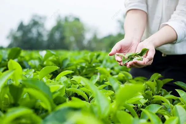 100+ Hình Ảnh Cô Gái Chơi Vs Hoa Đẹp Mê Ly, Màu Sắc Rực Rỡ