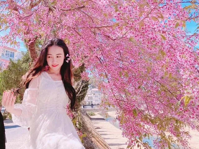 100+ Hình Ảnh Cô Gái Đà Lạt Với Hoa Dao Full Hd Chill Hết Mình 100+ Hình Ảnh Cô Gái Đà Lạt Với Hoa Dao Full Hd Chill Hết Mình