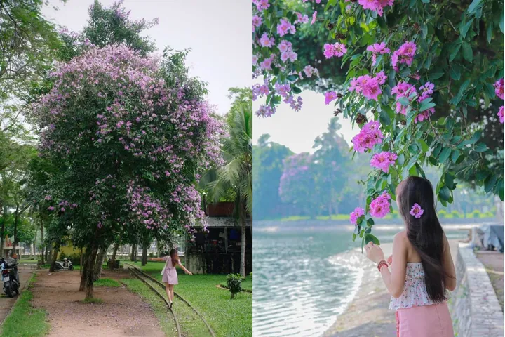 100+ Hình Ảnh Cô Gái Và Hoa Bằng Lăng Tím Đẹp Nhất, 100+ Bức Ảnh Cô Gái Cầm Hoa Bằng Lăng Tím Cực Xinh, 100+ Hình Ảnh Cô Gái Với Hoa Bằng Lăng Tím Thật Nổi Bật