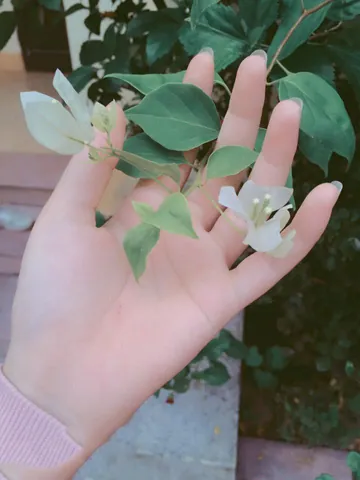100+ Hình Ảnh Cô Gái Xòe 2 Tay Full 4k Chill Cực Chất