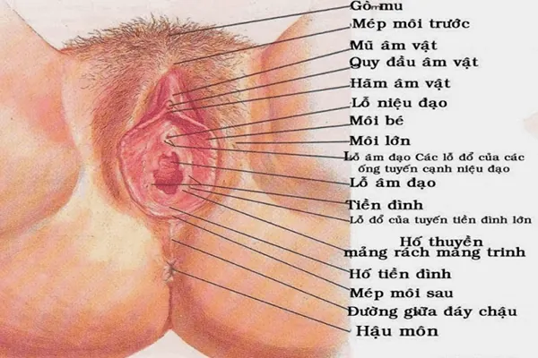 999+ Ảnh Hình Ảnh Gái Lôngmu Nhiều Nhất Hd.com Mới Nhất Hiện Nay