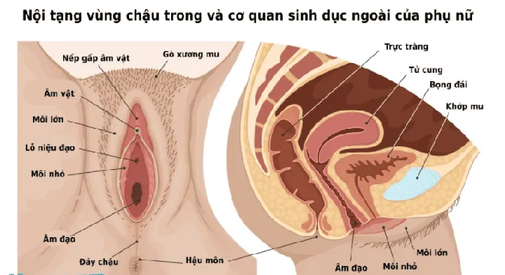 999+ Ảnh Hình Ảnh Gái Lôngmu Nhiều Nhất Hd.com Mới Nhất Hiện Nay