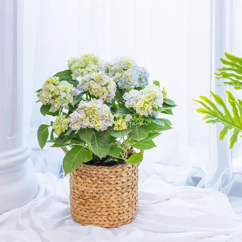 100+ Hình Ảnh Hoa Cho Bạn Gái Đẹp Lung Linh, Thơ Mộng Như Giấc Mơ 100+ Hình Ảnh Hoa Cho Bạn Gái Đẹp Lung Linh, Thơ Mộng Như Giấc Mơ