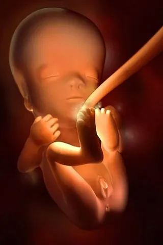 100+ Hình Ảnh Siêu Âm Bé Gái 17 Tuần, Hình Thai Nhí 17 Tuần Con Gái Đẹp
