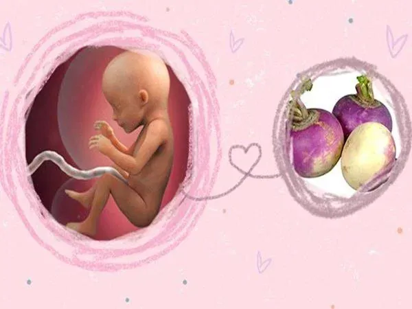 100+ Hình Ảnh Siêu Âm Bé Gái 17 Tuần, Hình Thai Nhí 17 Tuần Con Gái Đẹp