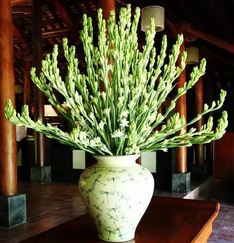 Top 10+ Loại Hoa Cúng Bàn Thờ Gia Tiên Phổ Biến, Ý Nghĩa Tài Lộc & Quy Tắc Cắm Đúng Chuẩn Top 10+ Loại Hoa Cúng Bàn Thờ Gia Tiên Phổ Biến, Ý Nghĩa Tài Lộc & Quy Tắc Cắm Đúng Chuẩn