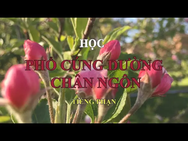 Phổ Cúng Dường Chân Ngôn: Chữ Nghĩa, Âm Việt, Ý Nghĩa Và Hướng Dẫn Tụng Cúng Đúng Quy Trình Phổ Cúng Dường Chân Ngôn: Chữ Nghĩa, Âm Việt, Ý Nghĩa Và Hướng Dẫn Tụng Cúng Đúng Quy Trình